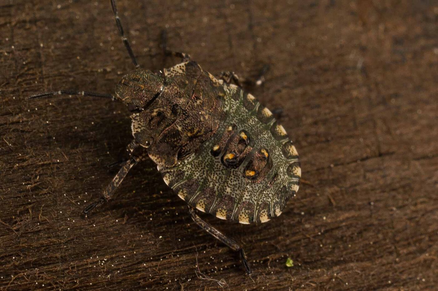 2017-05-21 - NSG Binksknapp Recklinghausen