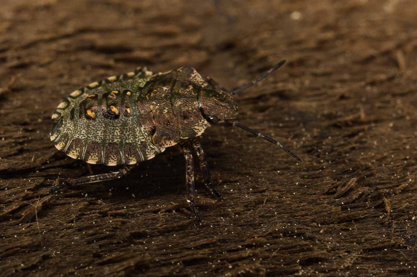 2017-05-21 - NSG Binksknapp Recklinghausen