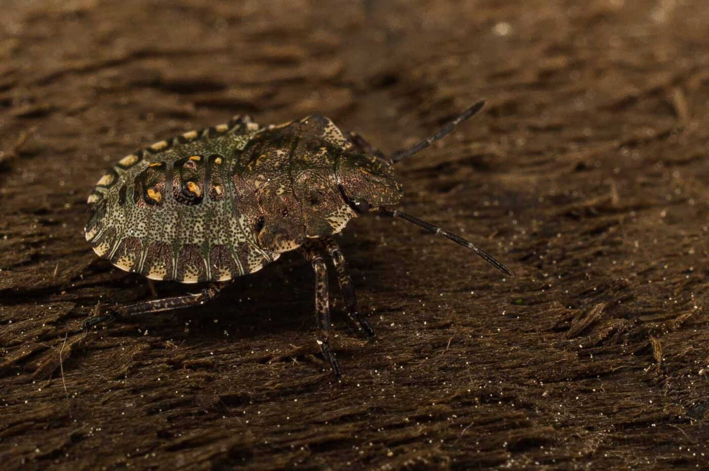 2017-05-21 - NSG Binksknapp Recklinghausen