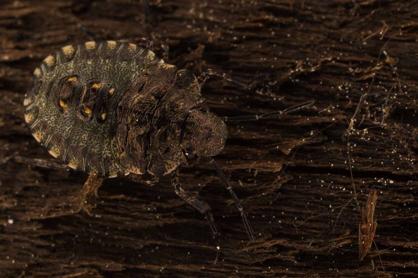 2017-05-21 - NSG Binksknapp Recklinghausen