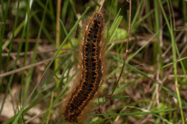 2017-05-21 - NSG Binksknapp Recklinghausen