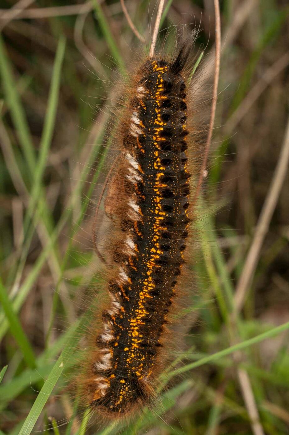 2017-05-21 - NSG Binksknapp Recklinghausen