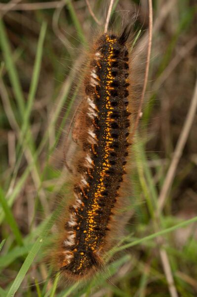 2017-05-21 - NSG Binksknapp Recklinghausen