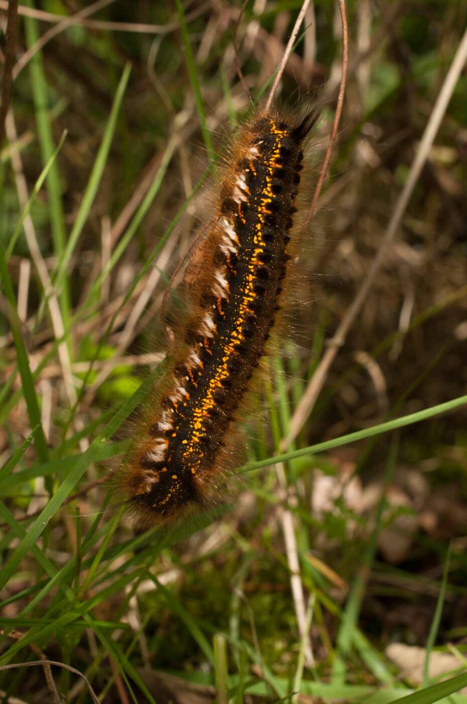 2017-05-21 - NSG Binksknapp Recklinghausen