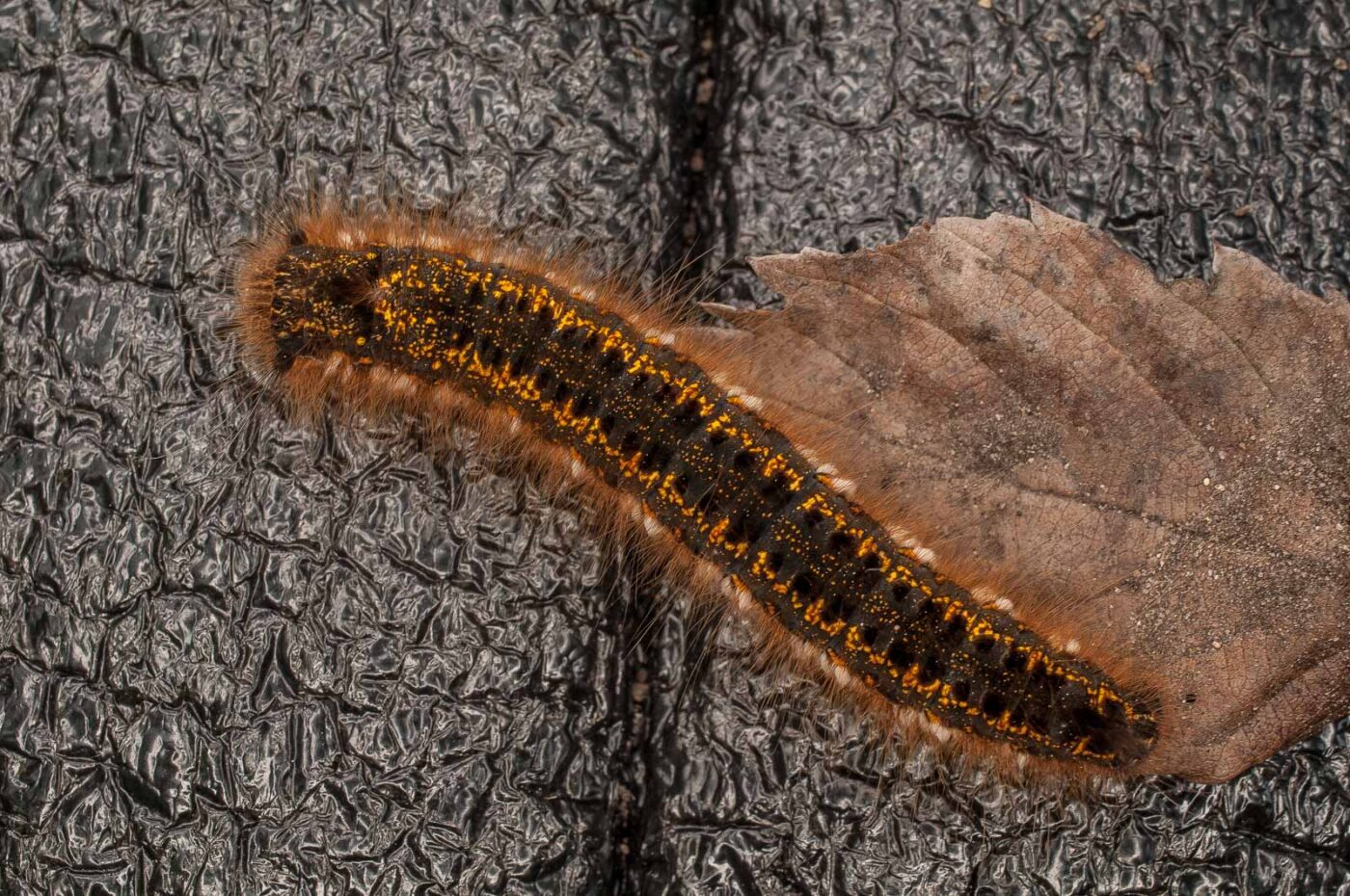 2017-05-21 - NSG Binksknapp Recklinghausen