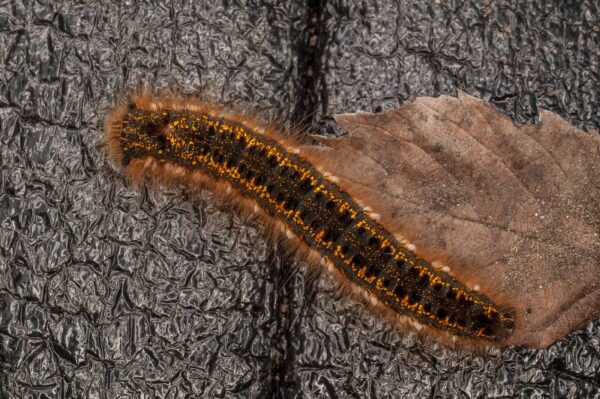 2017-05-21 - NSG Binksknapp Recklinghausen