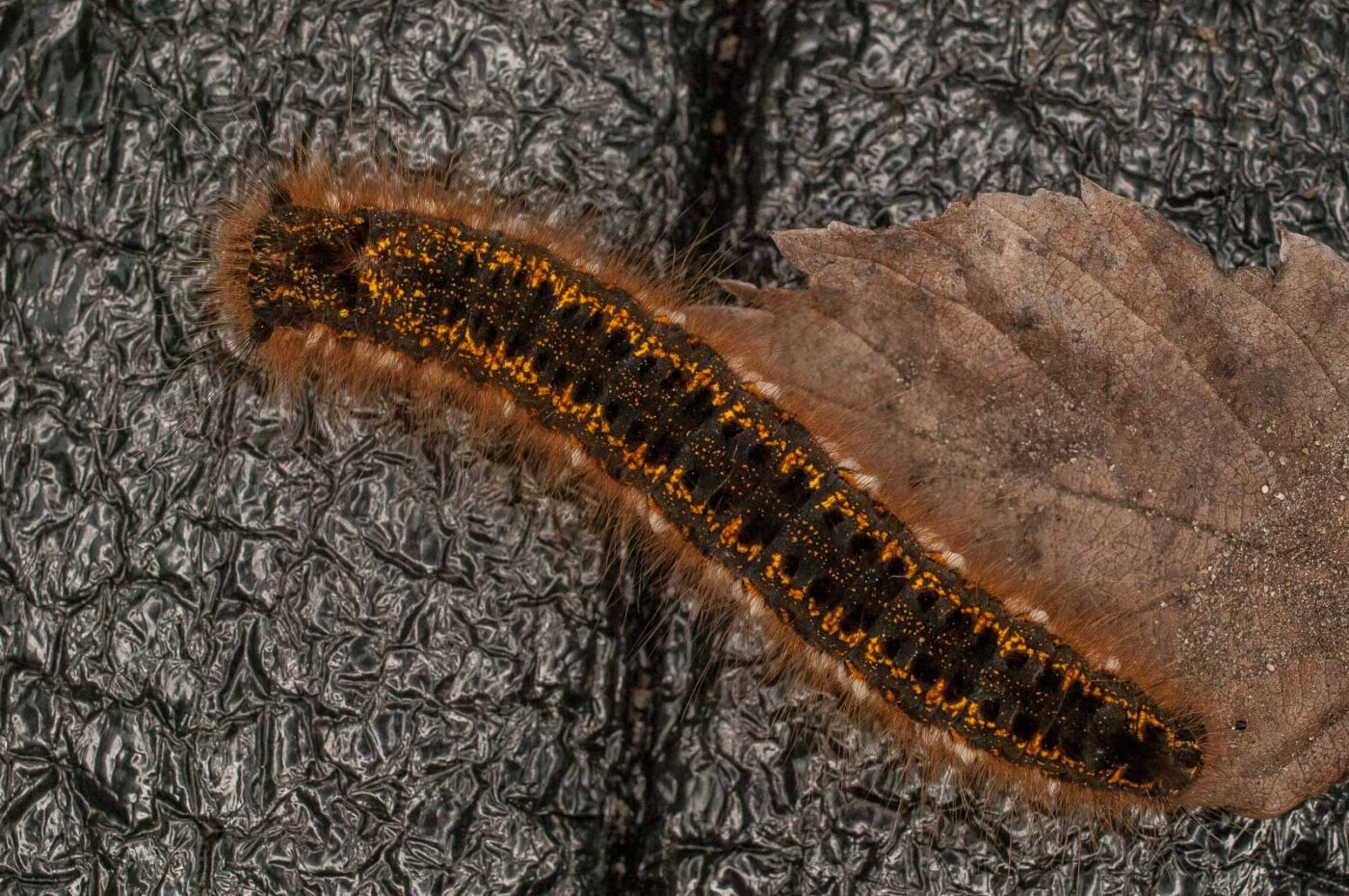 2017-05-21 - NSG Binksknapp Recklinghausen