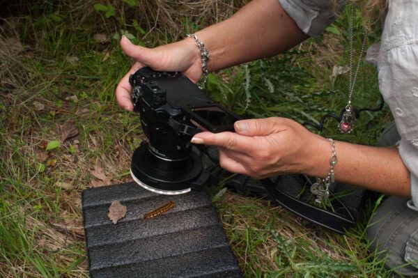 2017-05-21 - NSG Binksknapp Recklinghausen