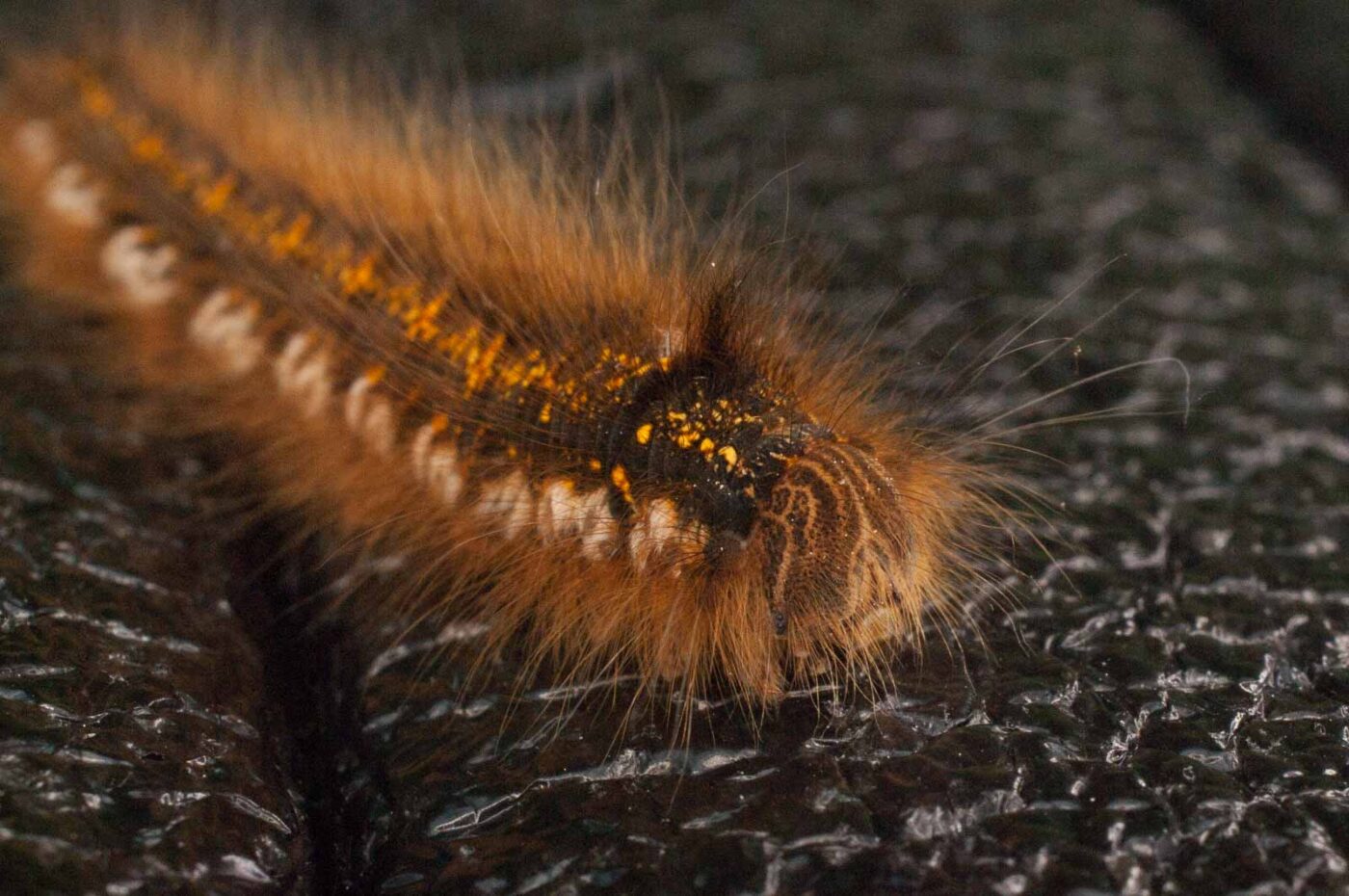 2017-05-21 - NSG Binksknapp Recklinghausen