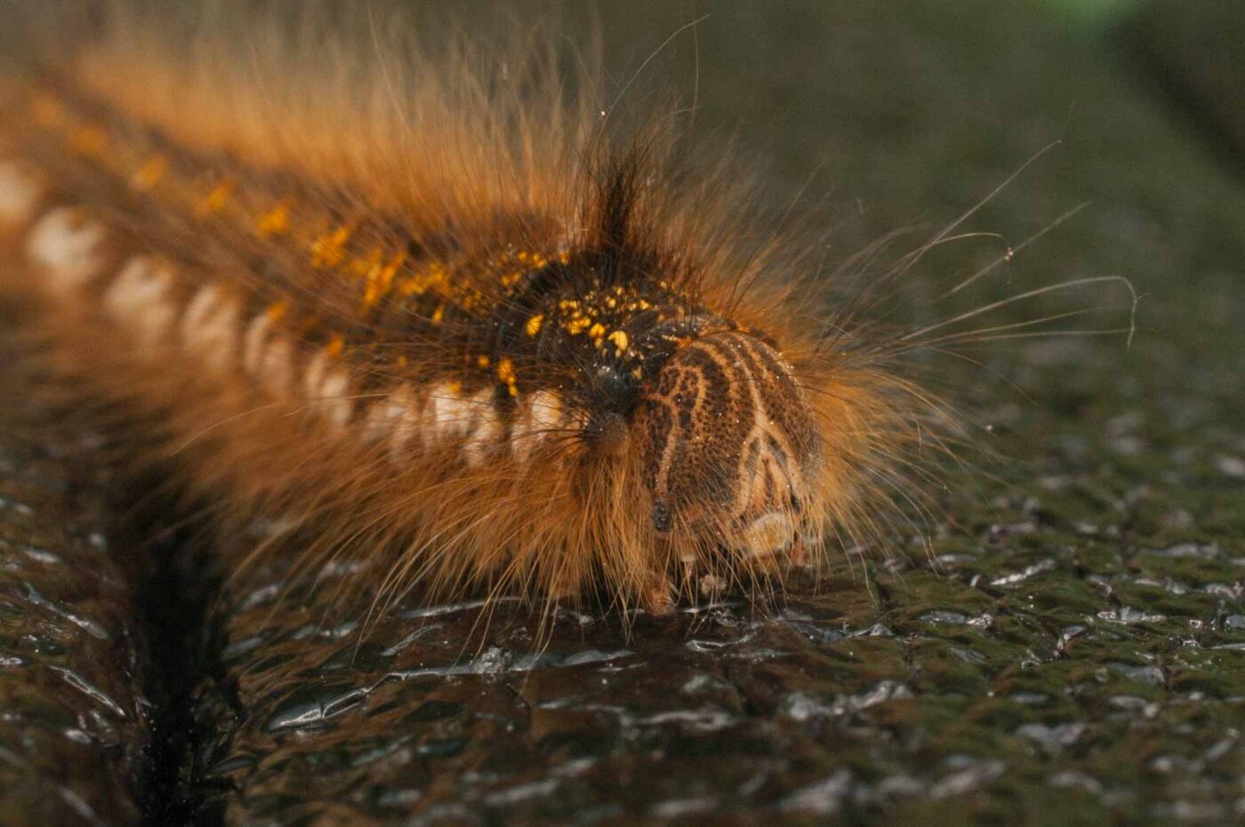 2017-05-21 - NSG Binksknapp Recklinghausen