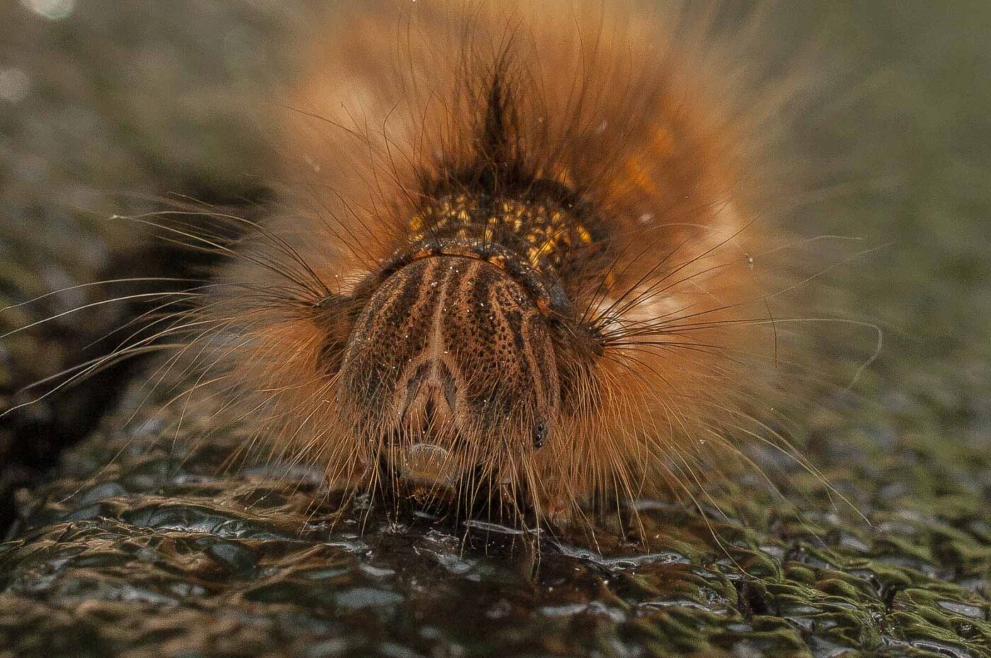 2017-05-21 - NSG Binksknapp Recklinghausen