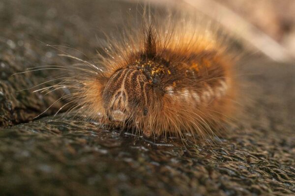 2017-05-21 - NSG Binksknapp Recklinghausen