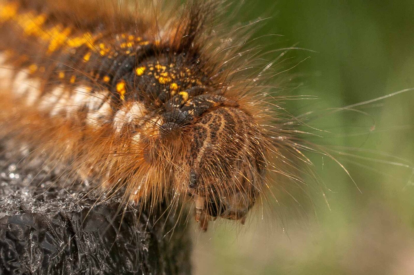 2017-05-21 - NSG Binksknapp Recklinghausen