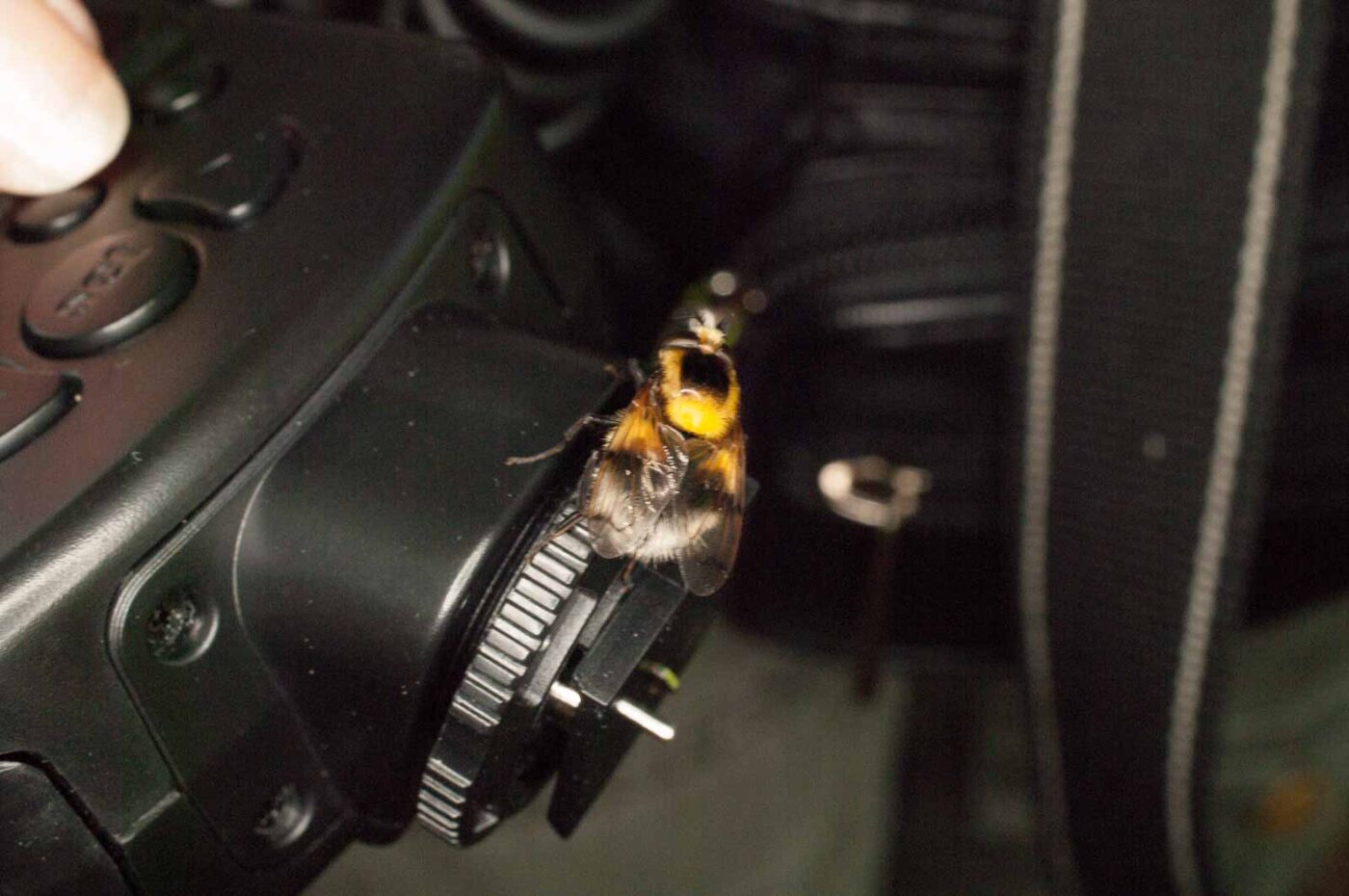 2017-05-21 - NSG Binksknapp Recklinghausen