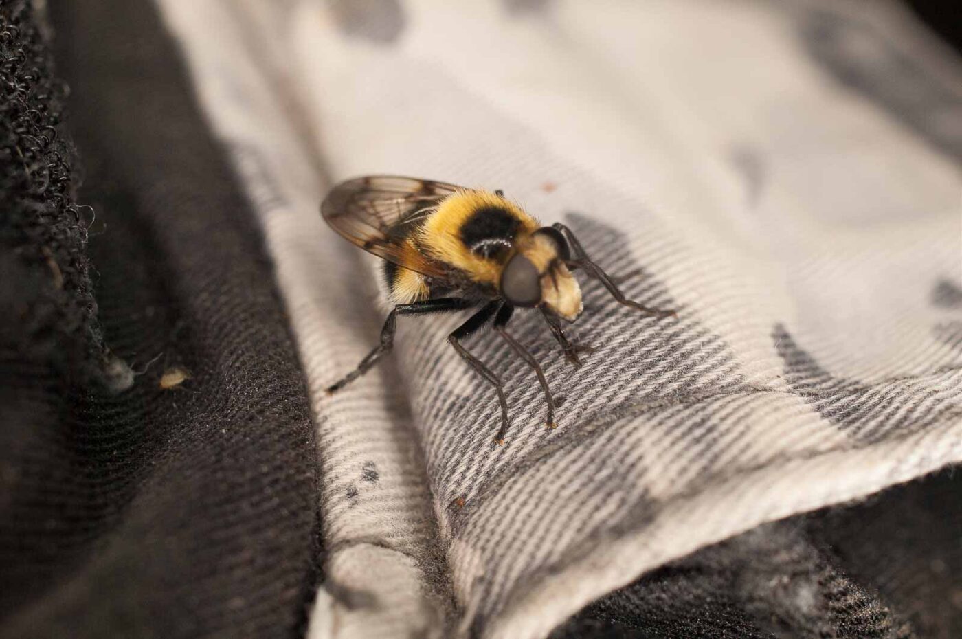 2017-05-21 - NSG Binksknapp Recklinghausen