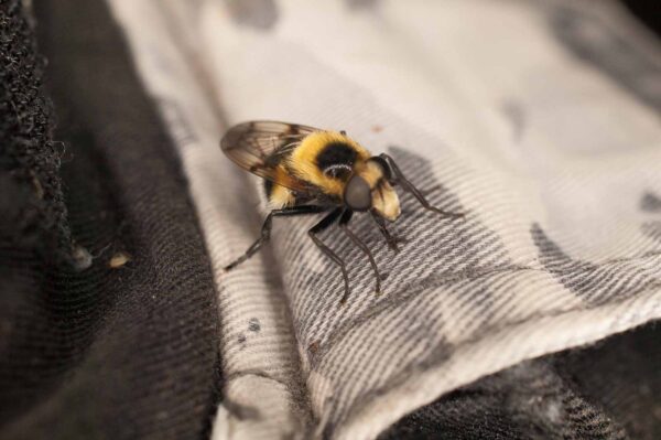 2017-05-21 - NSG Binksknapp Recklinghausen