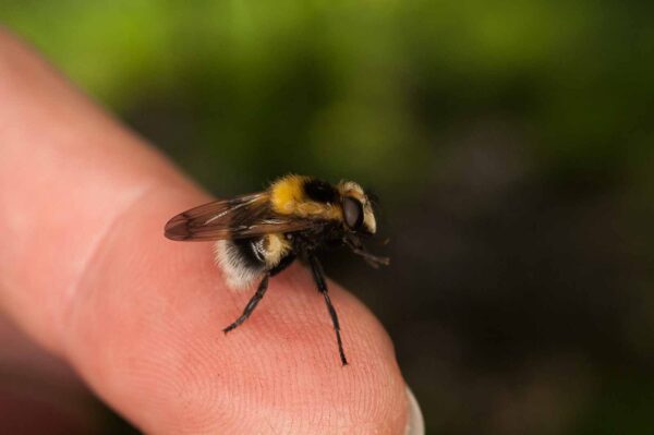 2017-05-21 - NSG Binksknapp Recklinghausen