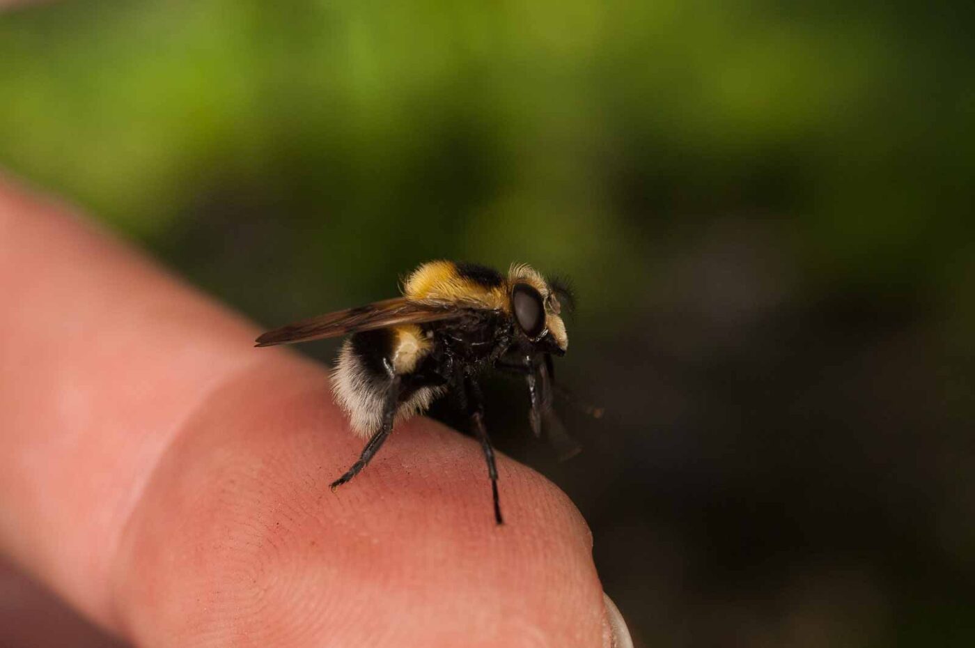 2017-05-21 - NSG Binksknapp Recklinghausen