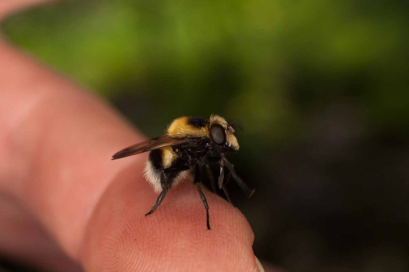 2017-05-21 - NSG Binksknapp Recklinghausen