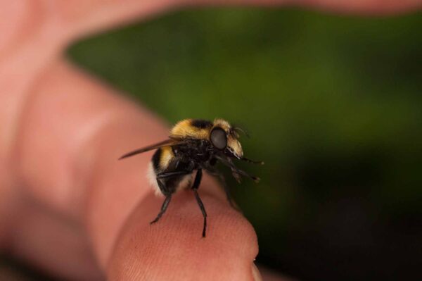 2017-05-21 - NSG Binksknapp Recklinghausen