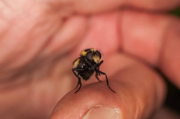 2017-05-21 - NSG Binksknapp Recklinghausen