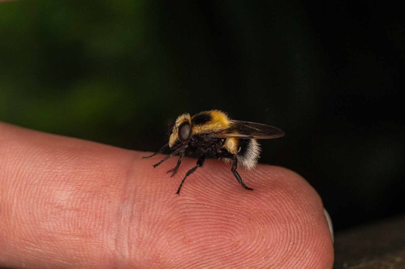 2017-05-21 - NSG Binksknapp Recklinghausen