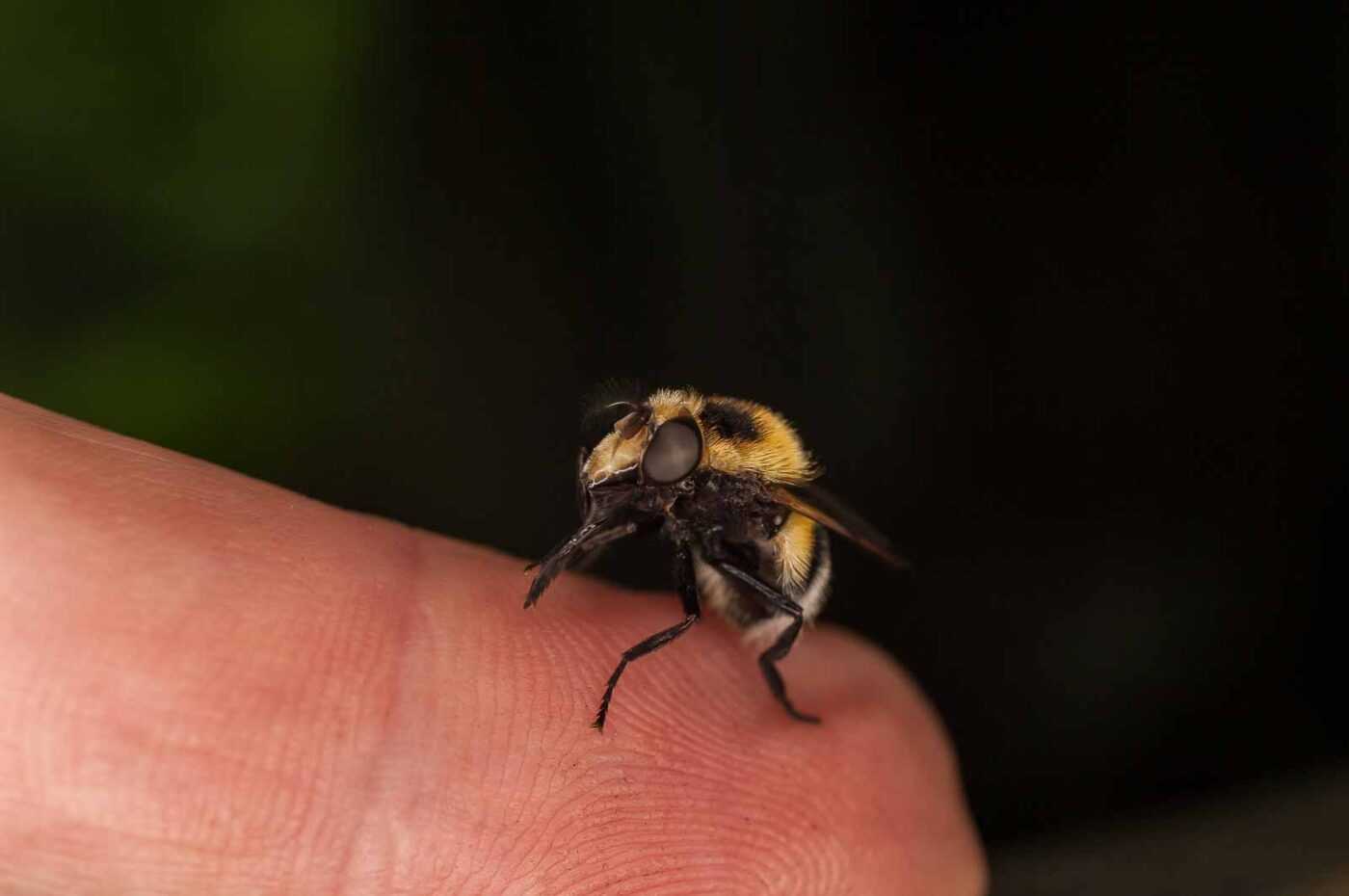 2017-05-21 - NSG Binksknapp Recklinghausen