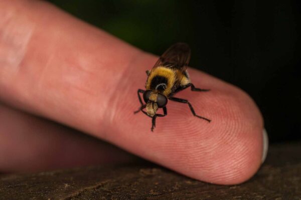 2017-05-21 - NSG Binksknapp Recklinghausen