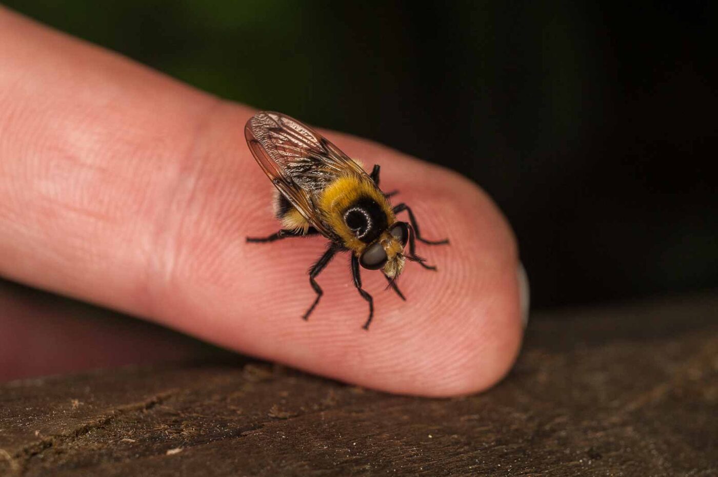 2017-05-21 - NSG Binksknapp Recklinghausen