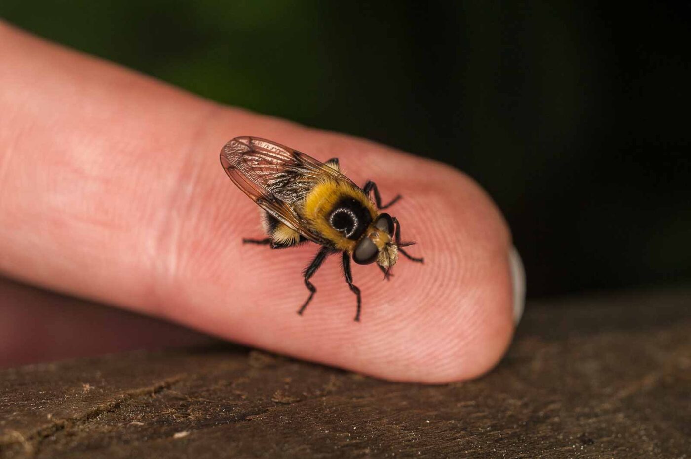 2017-05-21 - NSG Binksknapp Recklinghausen