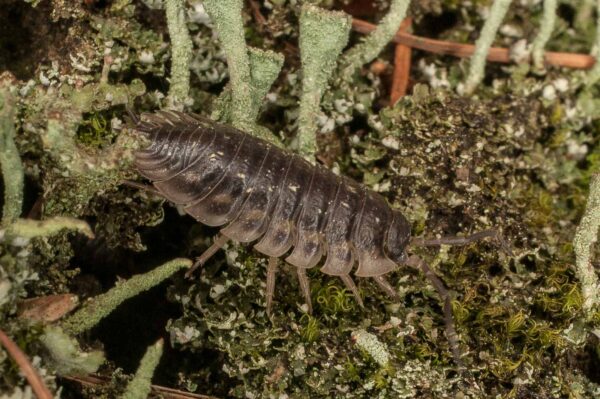 2017-05-21 - NSG Binksknapp Recklinghausen