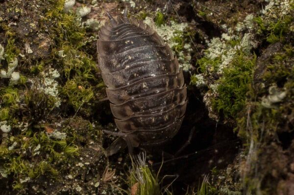 2017-05-21 - NSG Binksknapp Recklinghausen