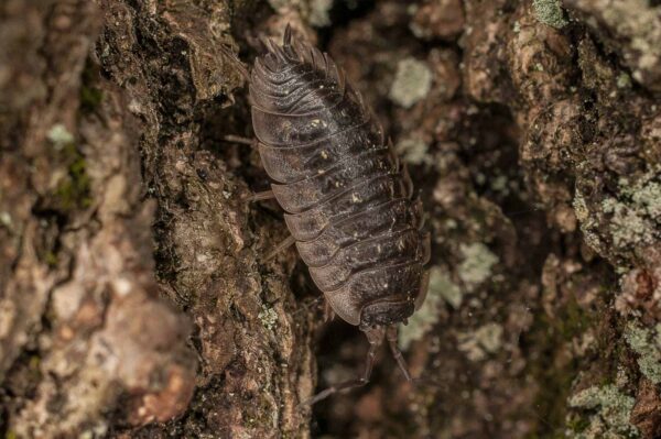 2017-05-21 - NSG Binksknapp Recklinghausen