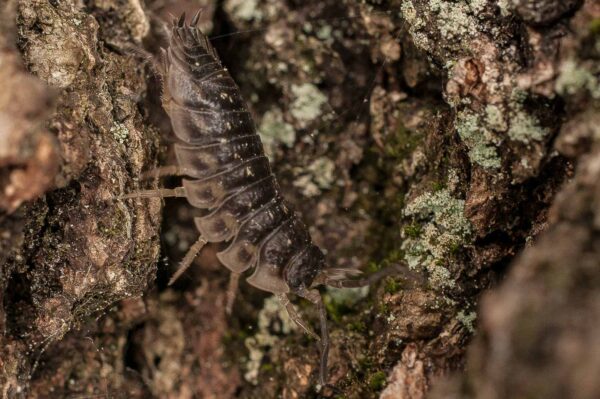 2017-05-21 - NSG Binksknapp Recklinghausen