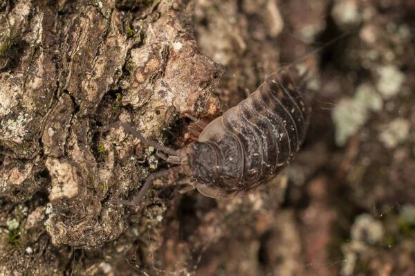 2017-05-21 - NSG Binksknapp Recklinghausen