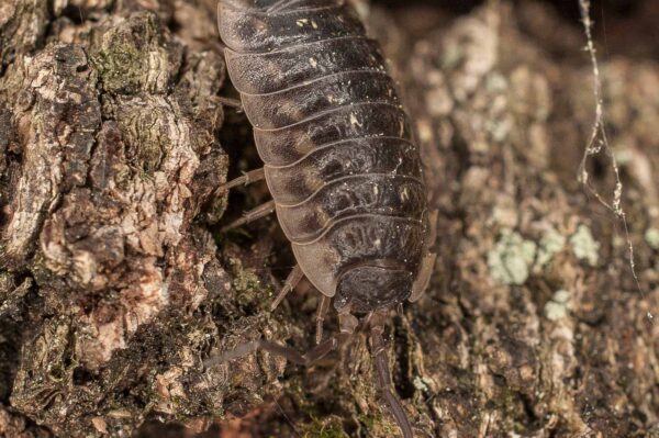 2017-05-21 - NSG Binksknapp Recklinghausen