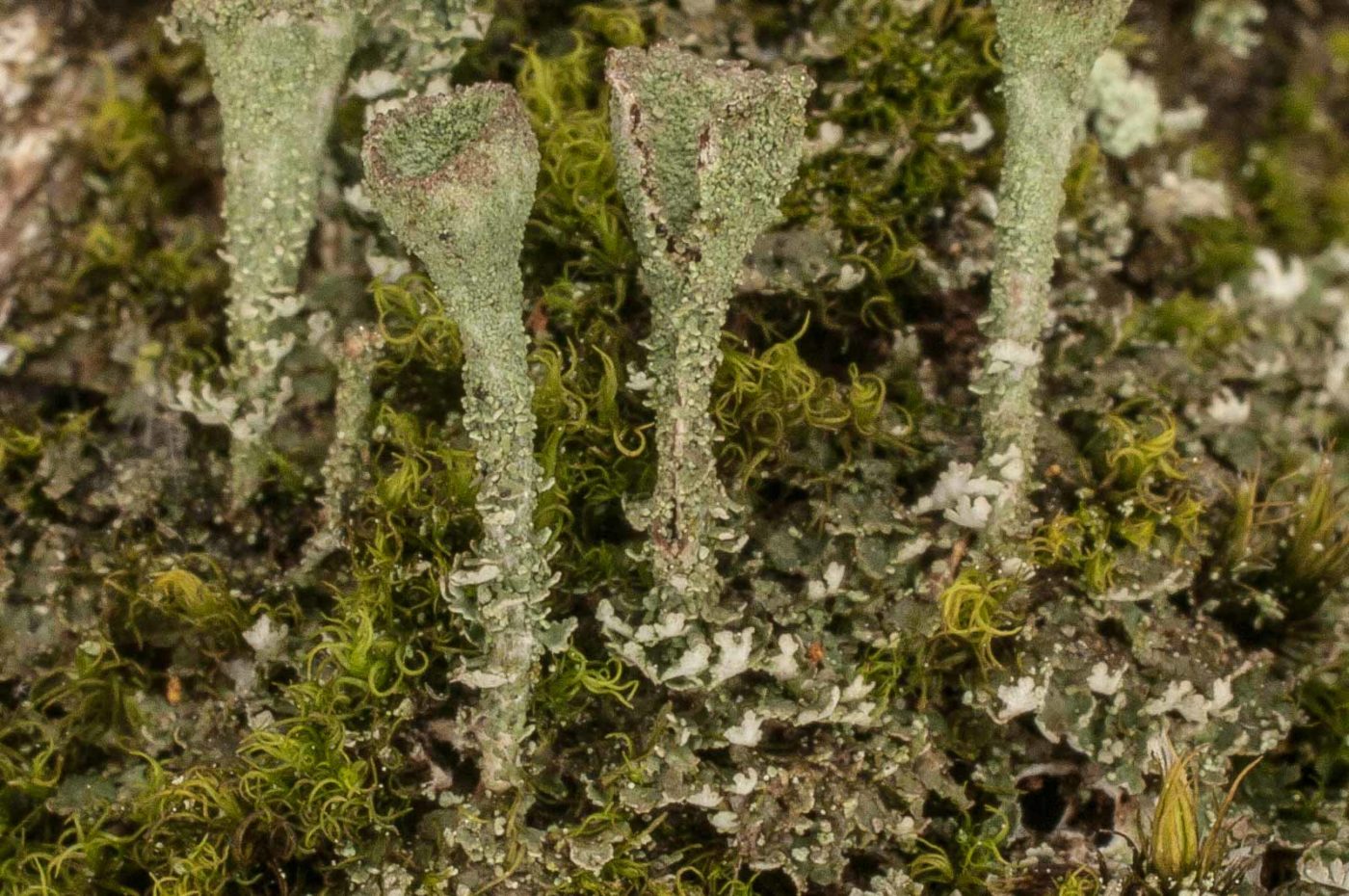 2017-05-21 - NSG Binksknapp Recklinghausen