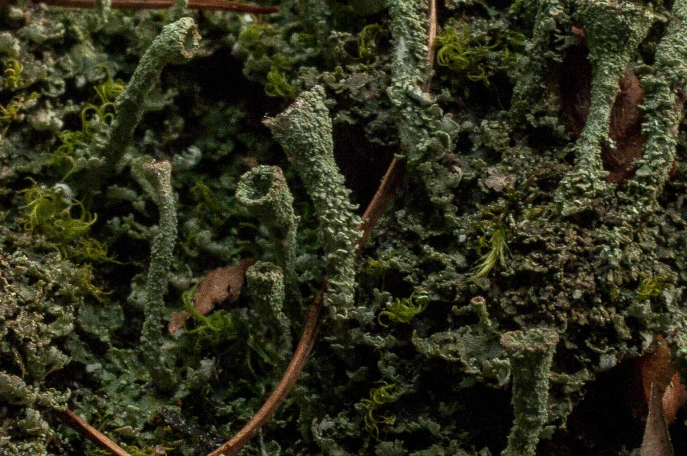 2017-05-21 - NSG Binksknapp Recklinghausen