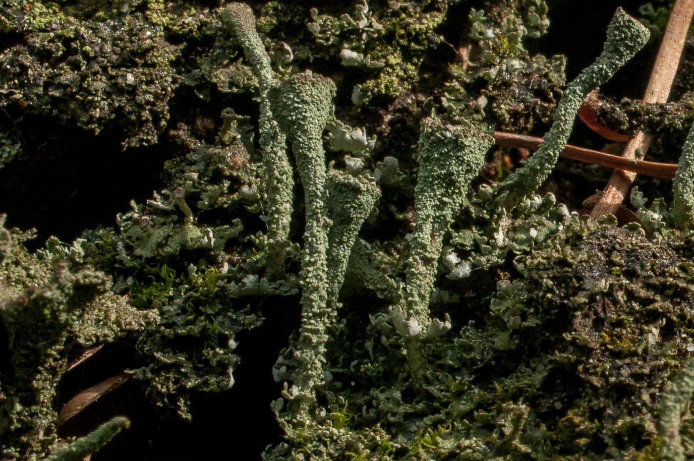 2017-05-21 - NSG Binksknapp Recklinghausen