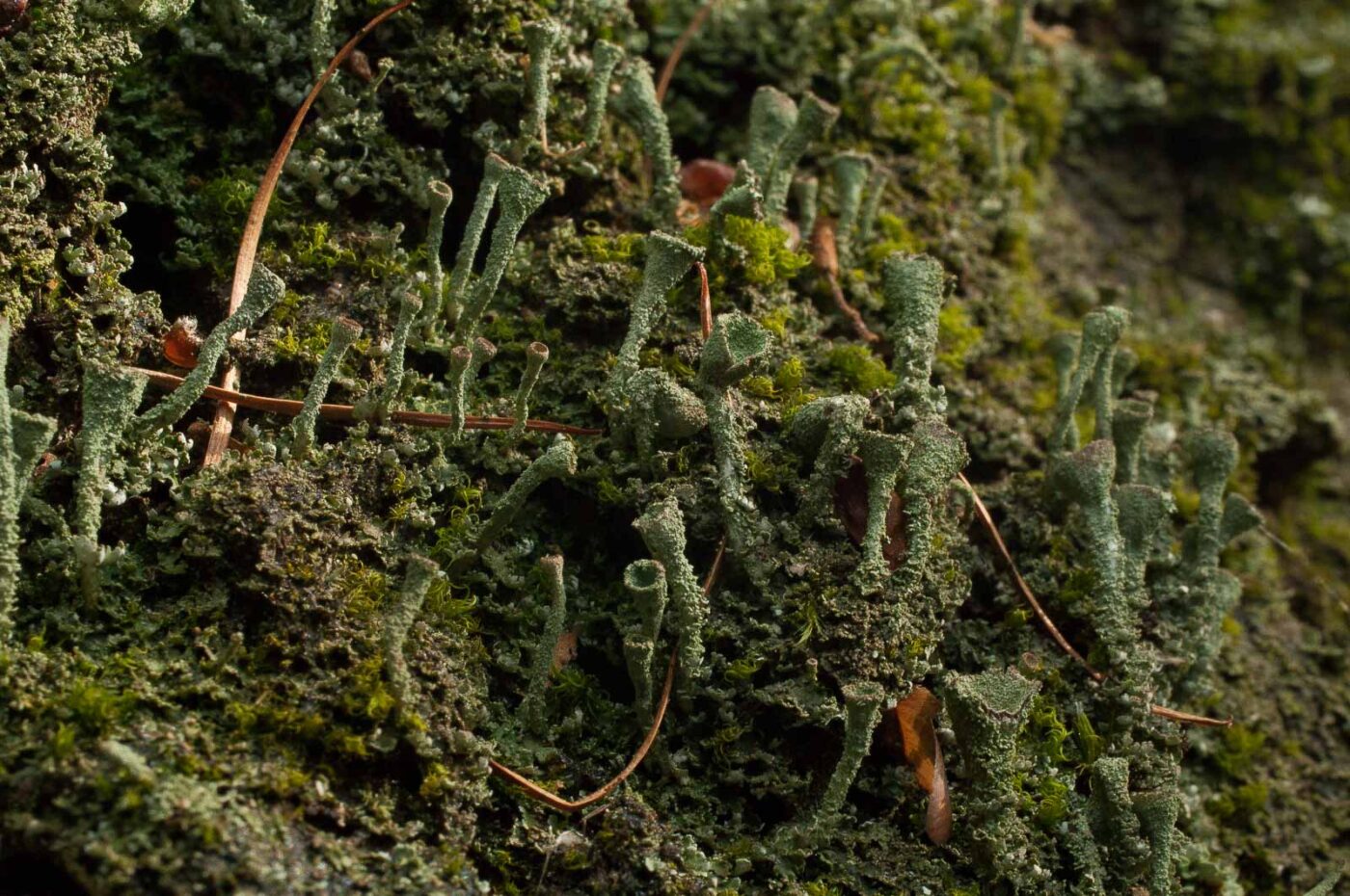 2017-05-21 - NSG Binksknapp Recklinghausen