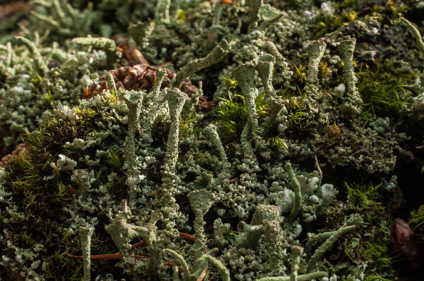 2017-05-21 - NSG Binksknapp Recklinghausen