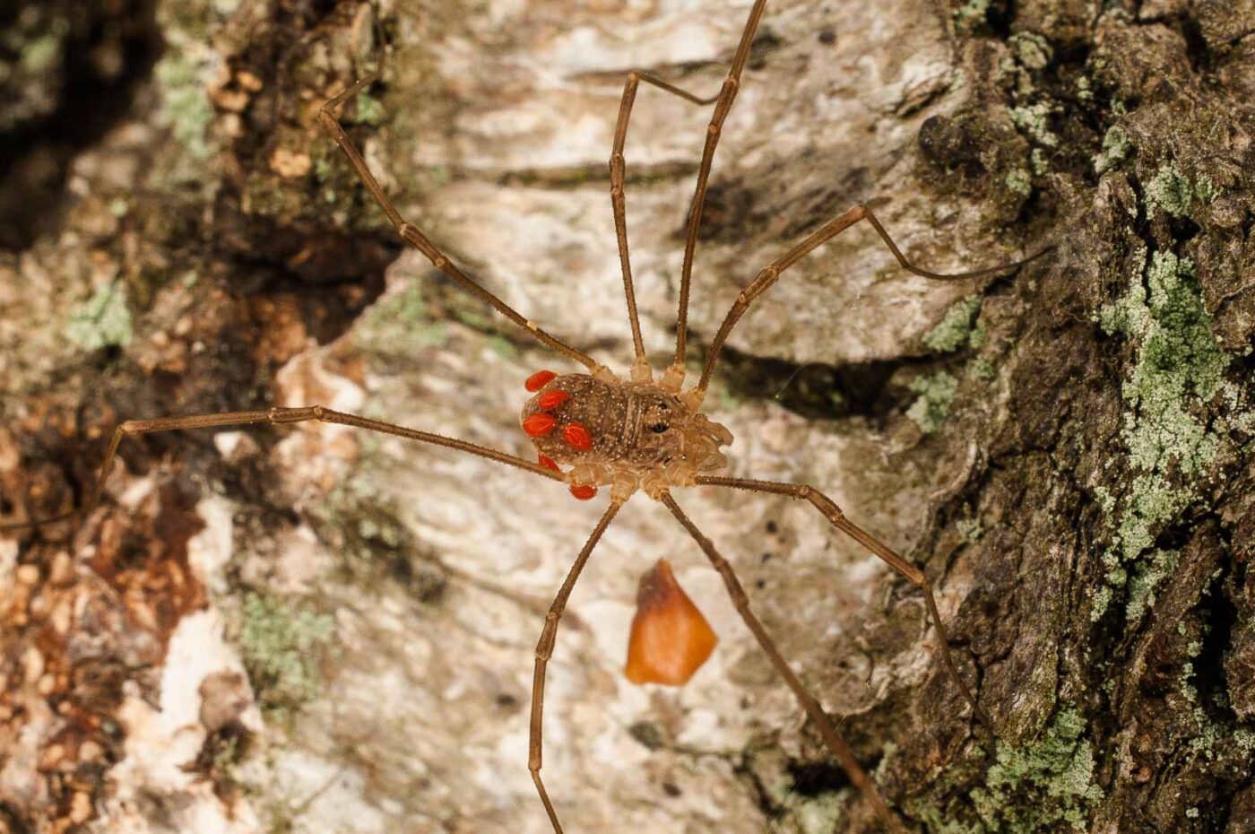 2017-05-21 - NSG Binksknapp Recklinghausen