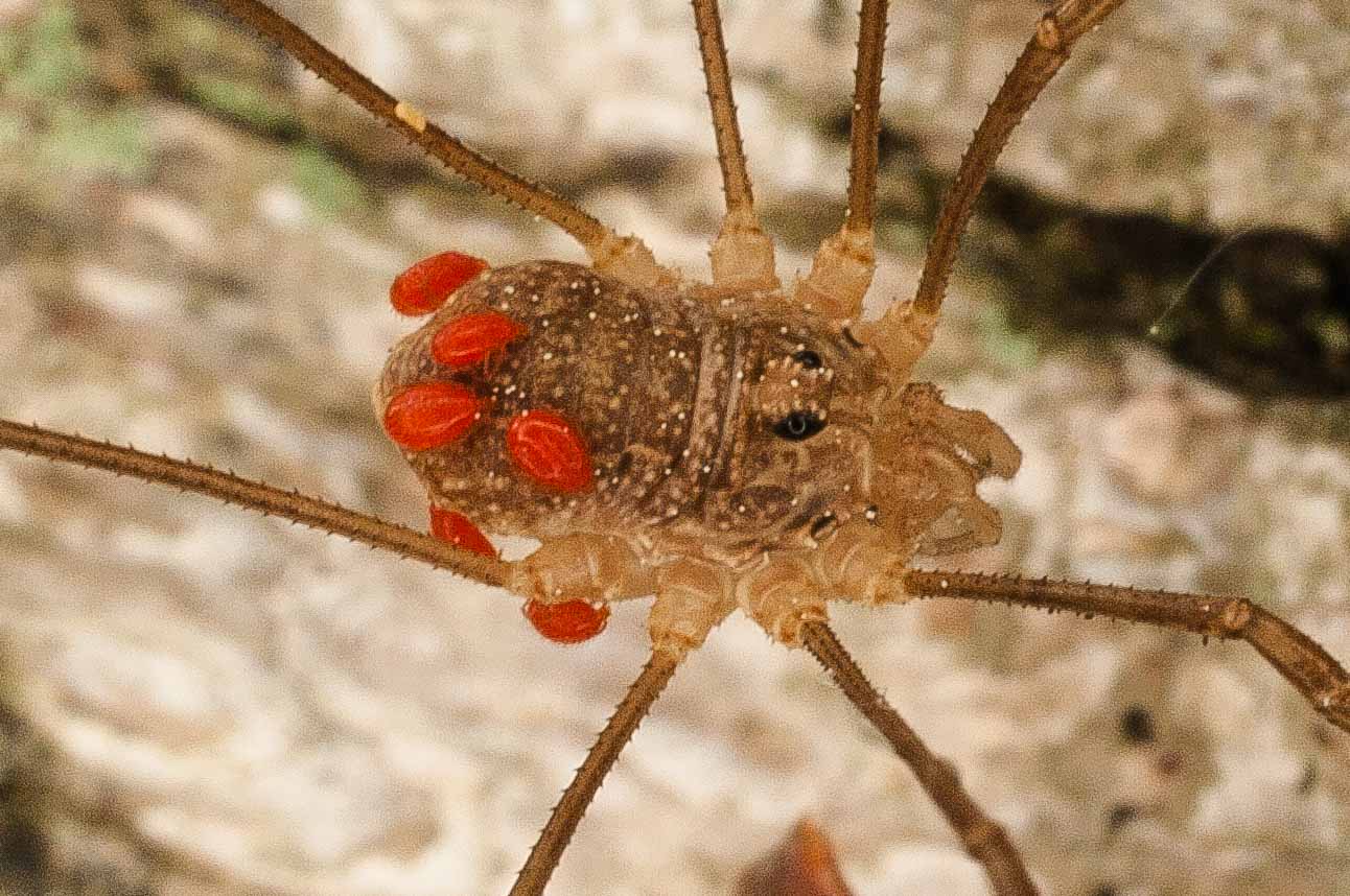 2017-05-21 - NSG Binksknapp Recklinghausen