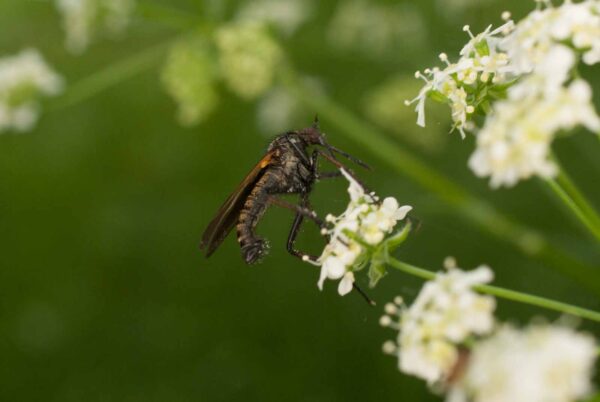 2017-05-21 - NSG Binksknapp Recklinghausen