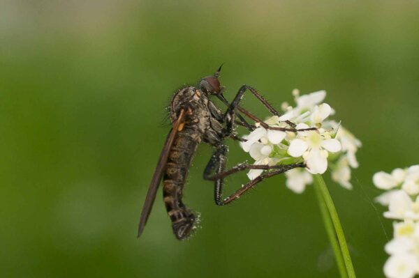 2017-05-21 - NSG Binksknapp Recklinghausen