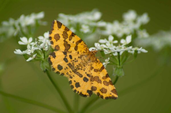 2017-05-21 - NSG Binksknapp Recklinghausen