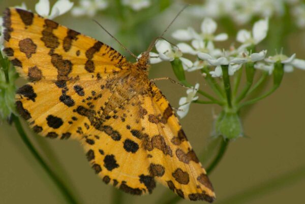 2017-05-21 - NSG Binksknapp Recklinghausen