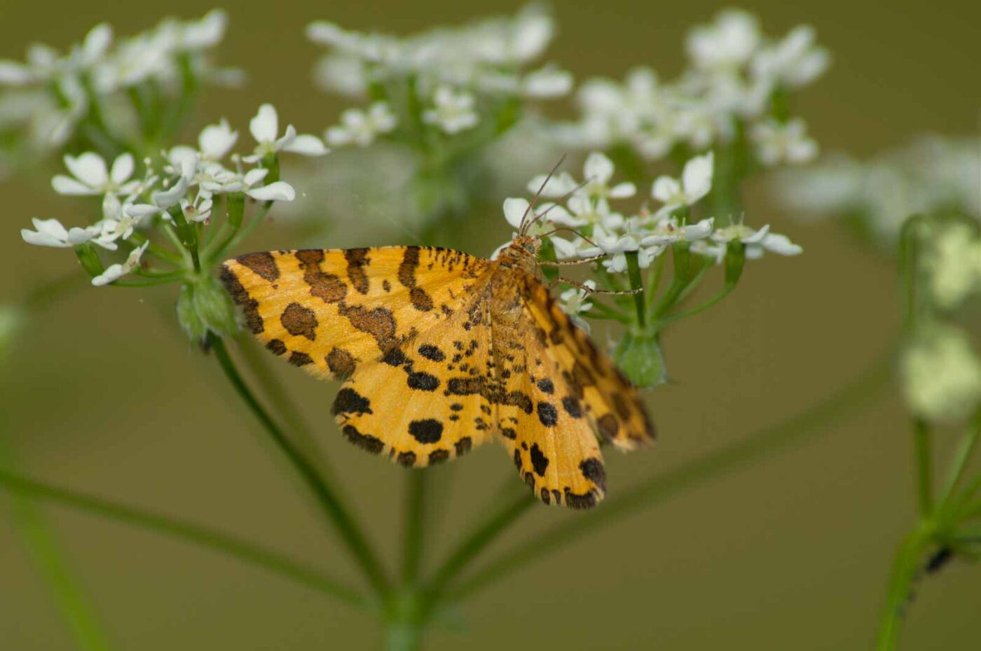 2017-05-21 - NSG Binksknapp Recklinghausen