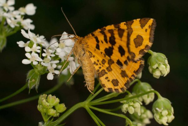 2017-05-21 - NSG Binksknapp Recklinghausen