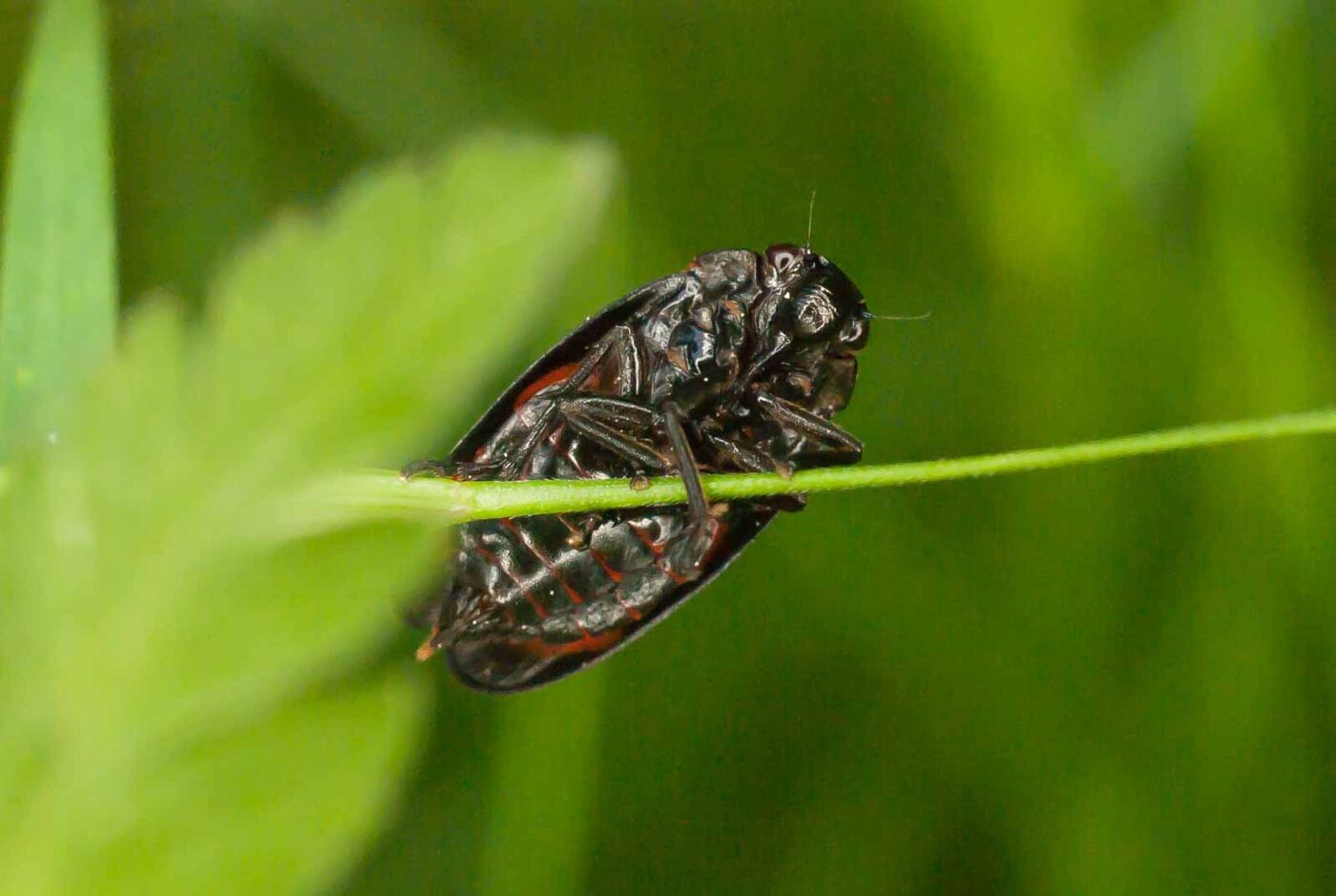 2017-05-21 - NSG Binksknapp Recklinghausen